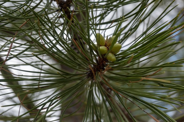 small pinecones on the tree