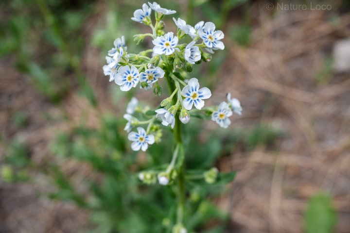 small blue flowers