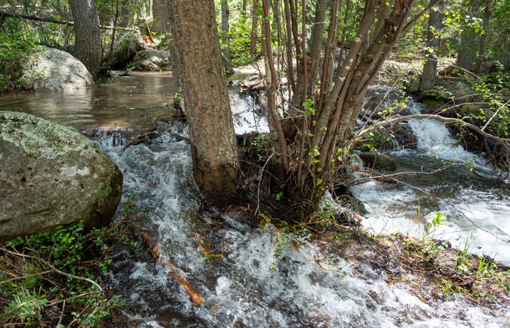 a creek running through a tree