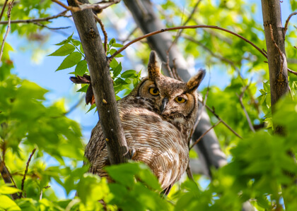 Barn Owl on a tree